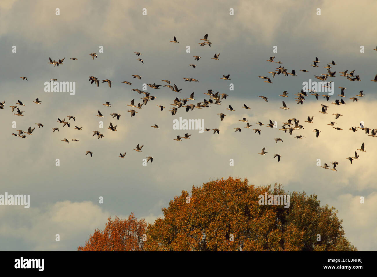 white-fronted goose (Anser albifrons), white-fronted geese and bean geese in a flock, Germany, Saxony, Oberlausitz Stock Photo