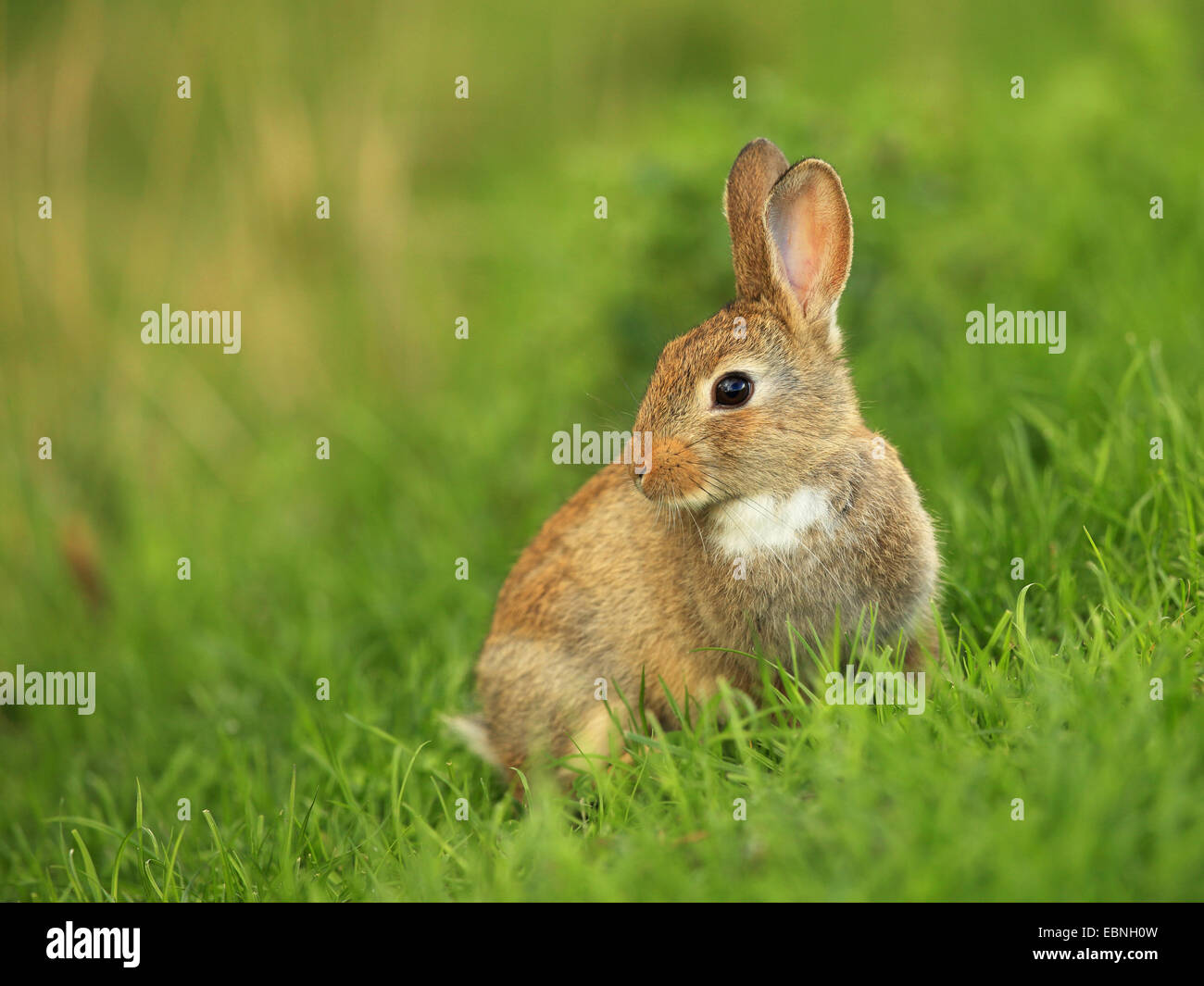European rabbit (Oryctolagus cuniculus), sitting in a meadow, Germany