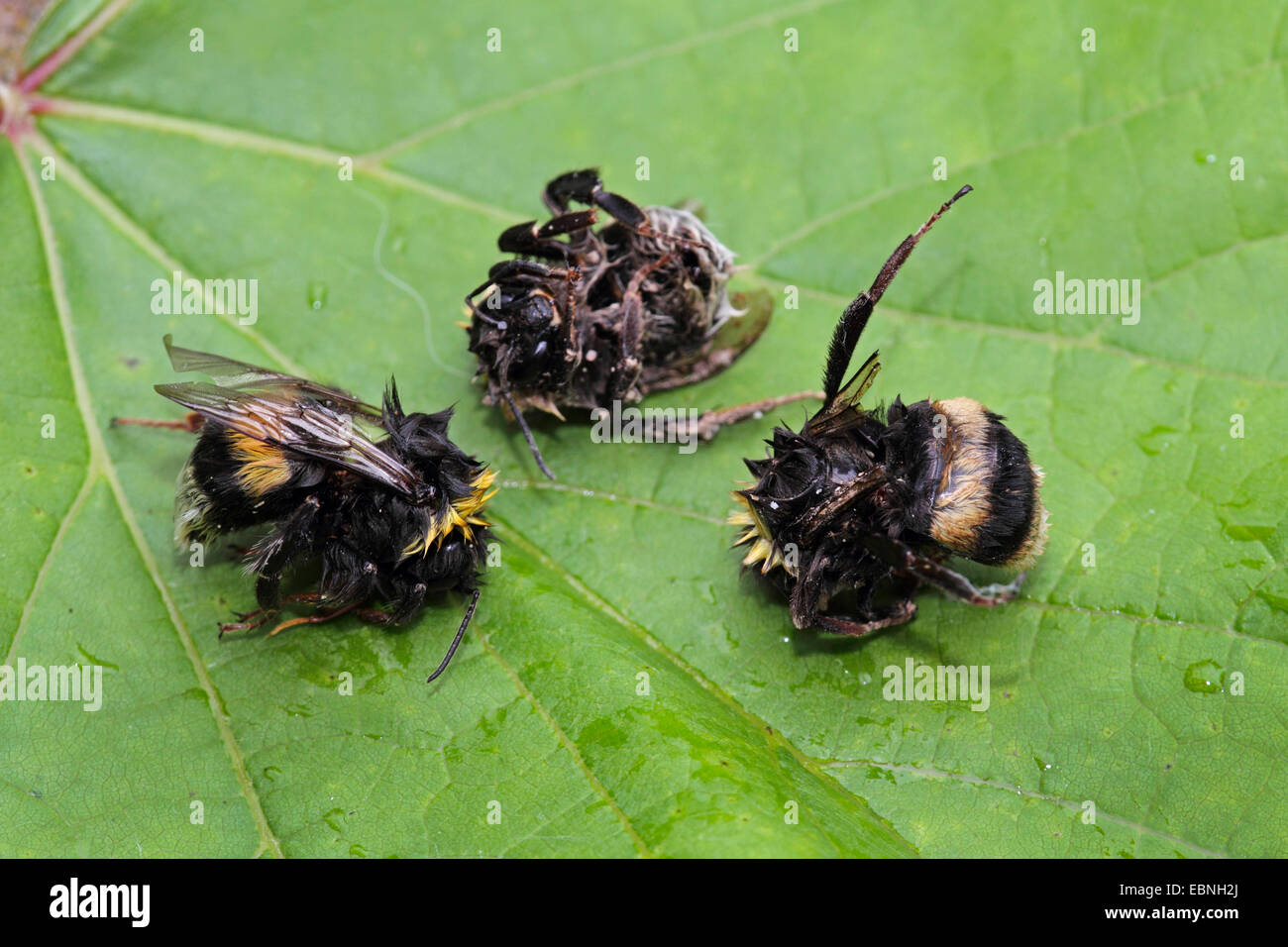 buff-tailed bumble bee (Bombus terrestris), dead Buff-tailed bumblebee in fall, Germany Stock Photo
