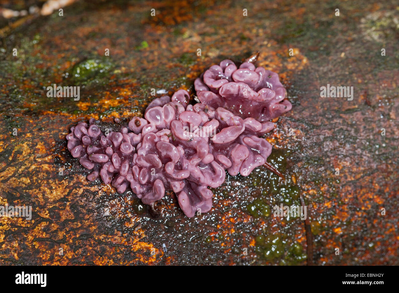 purple jellydisc (Ascocoryne sarcoides), on deadwood, Germany Stock Photo