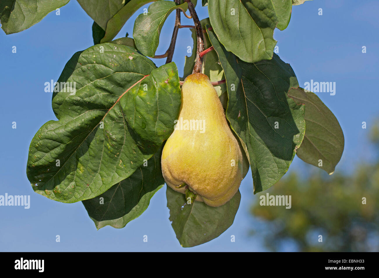 Quince (Cydonia oblonga), ripe quince on twig Stock Photo