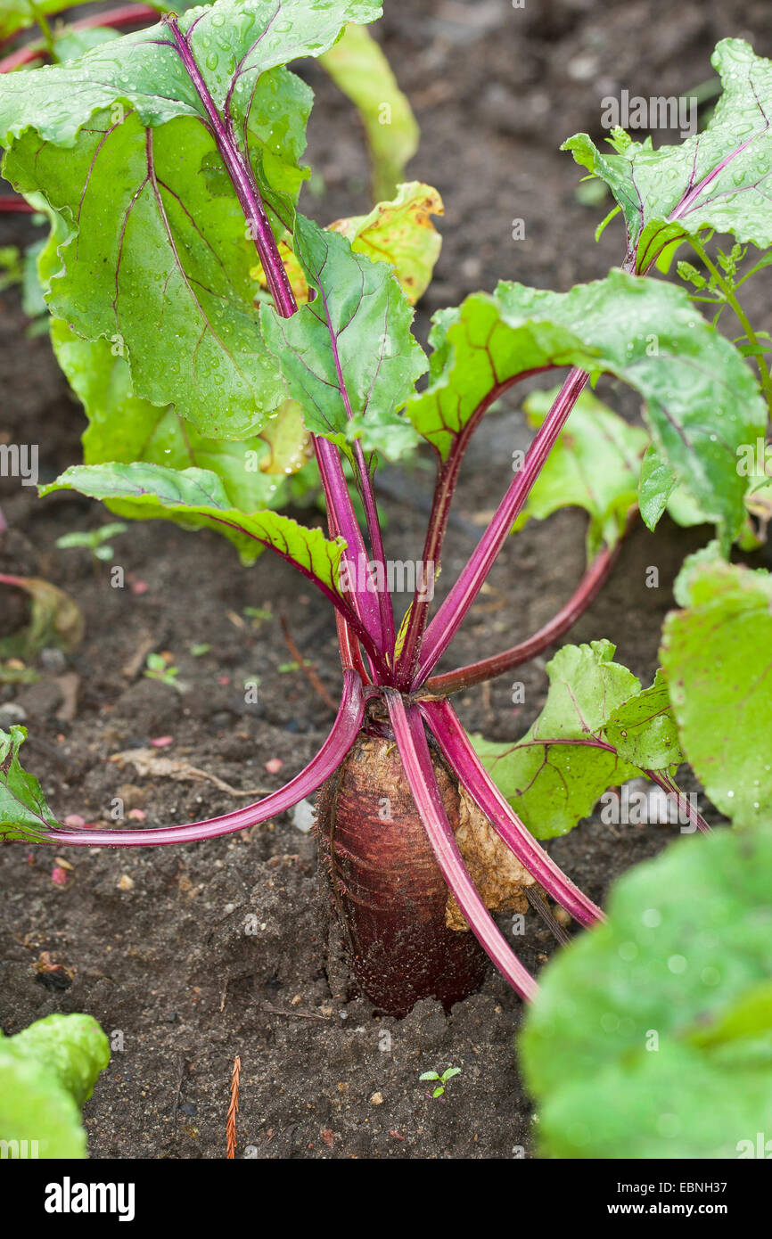 Beetroot, Root beet, Mangel Wurzel, Garden beet (Beta vulgaris), in vegetable patch, Germany Stock Photo