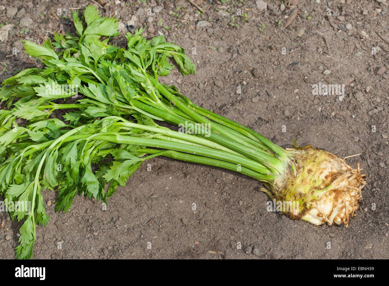 Celery, Celeriac, Turnip-rooted celery, Knob celery (Apium graveolens var. rapaceum, Apium graveolens rapaceum, Apium rapaceum), harvested celery, Germany Stock Photo