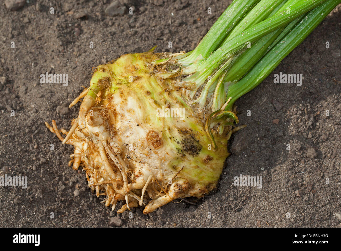Celery, Celeriac, Turnip-rooted celery, Knob celery (Apium graveolens var. rapaceum, Apium graveolens rapaceum, Apium rapaceum), harvested tuber, Germany Stock Photo