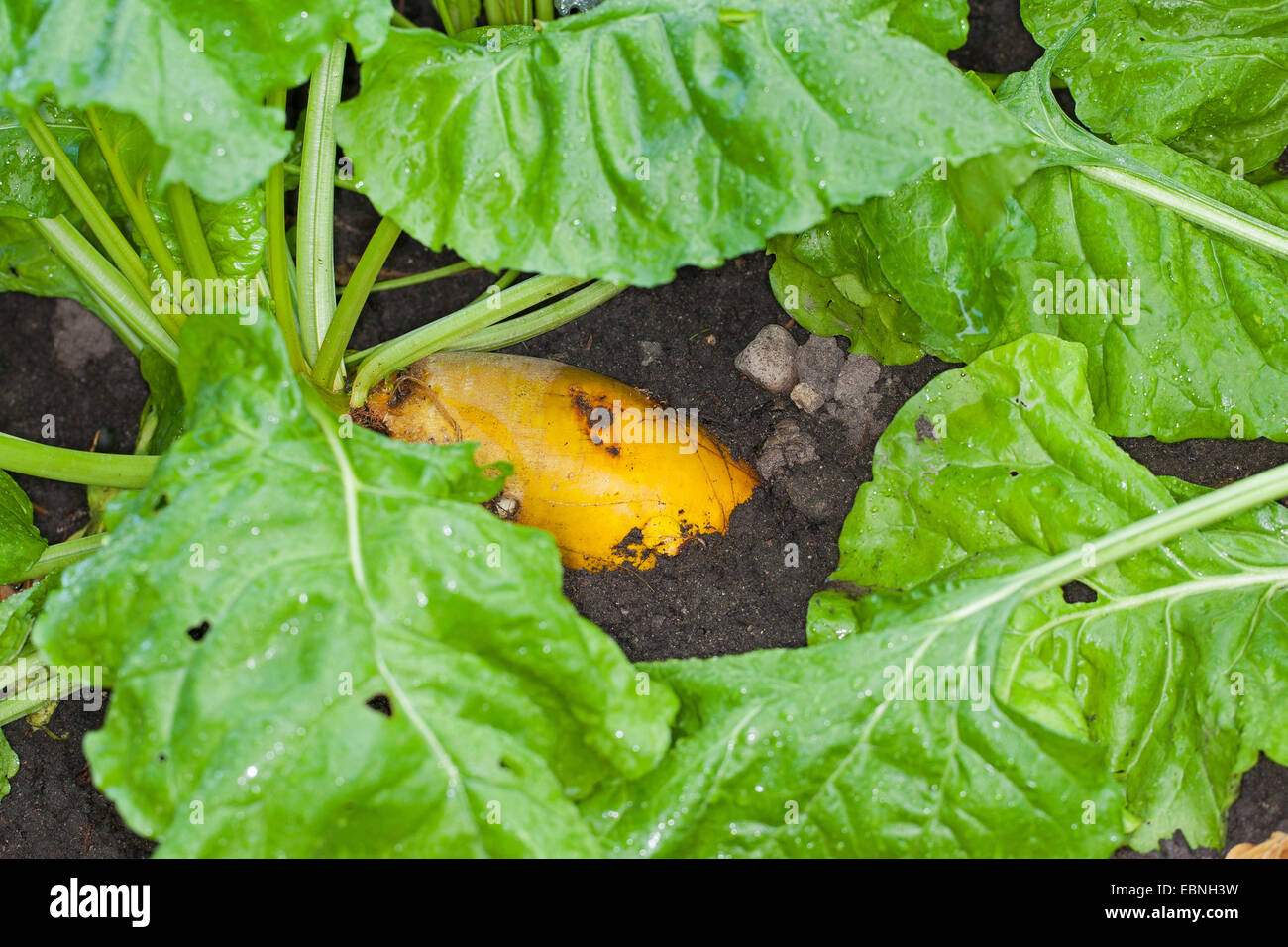 Mangold wurzel, Root, Field beet (Beta vulgaris subsp. vulgaris, Beta vulgaris var. rapacea), in the field, Germany Stock Photo