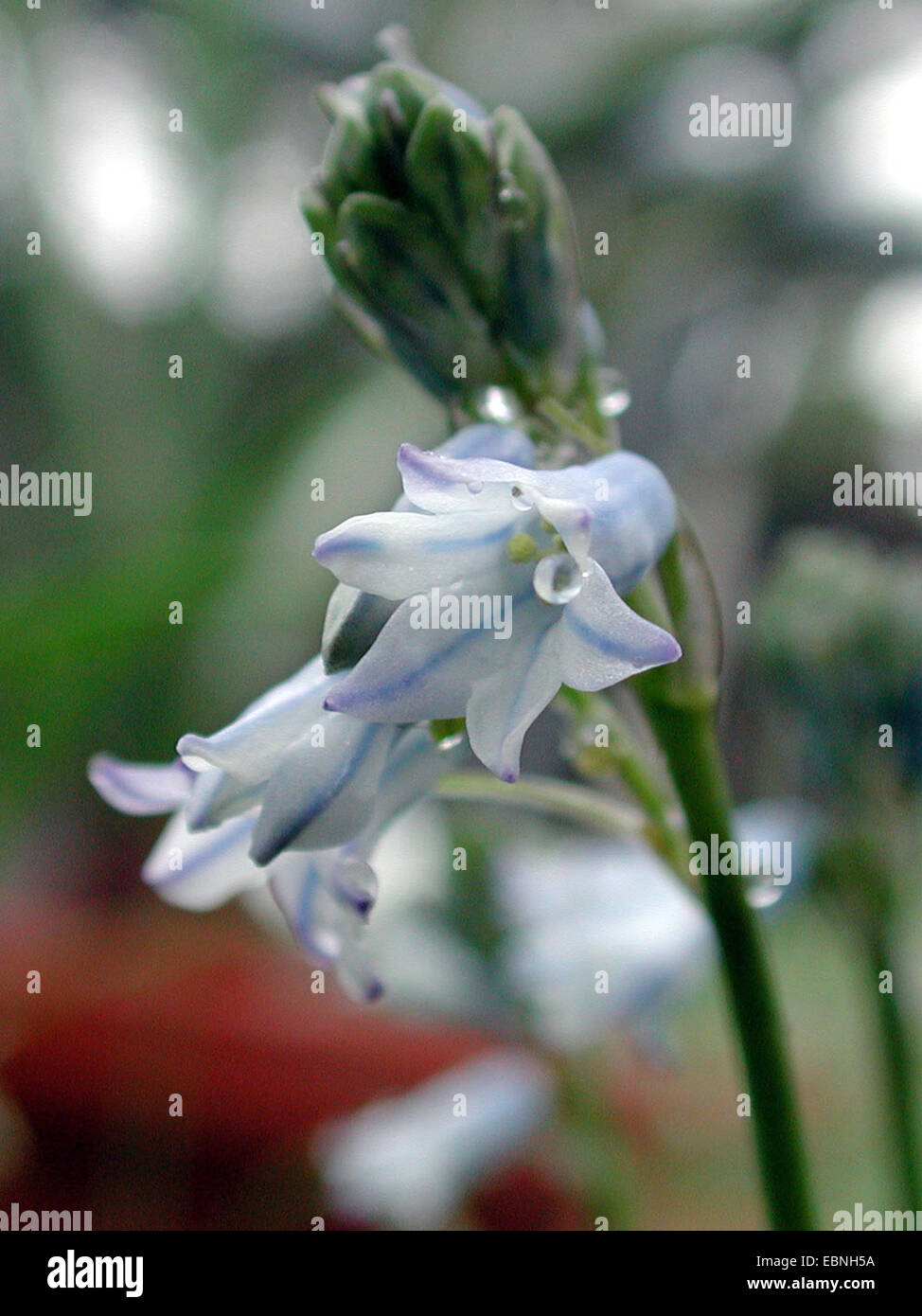 Brimeura amethystina (Brimeura amethystina, Hyacinthus amethystinus), flower Stock Photo