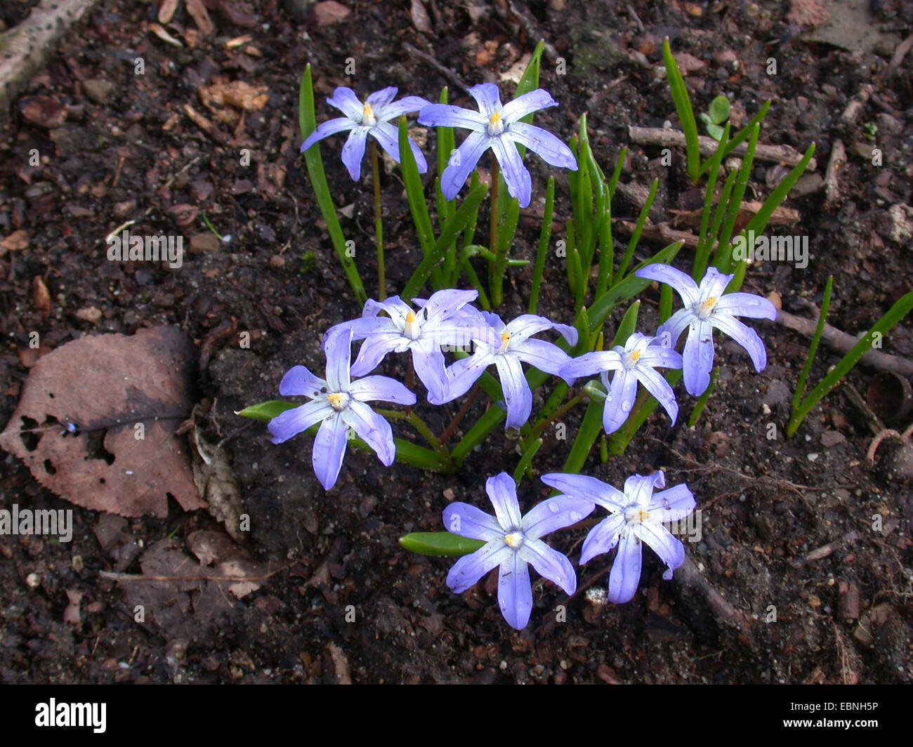 Snow glory hi-res stock photography and images - Alamy
