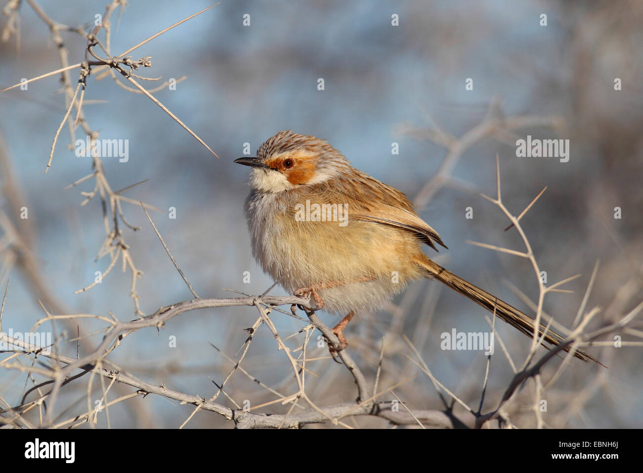 Thorn birds hi-res stock photography and images - Alamy