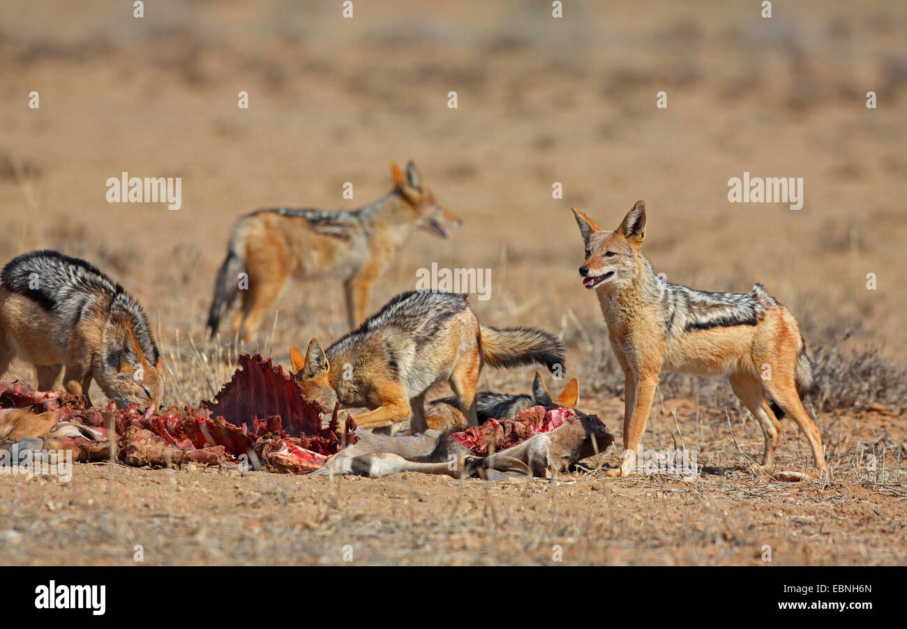Black backed jackal eating carrion hires stock photography and images