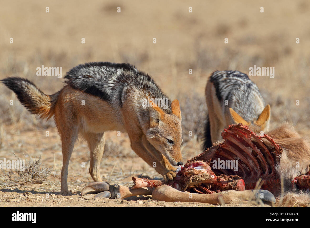black-backed jackal (Canis mesomelas), two jackals eating at a dead wildebeest, South Africa, Kgalagadi Transfrontier National Park Stock Photo