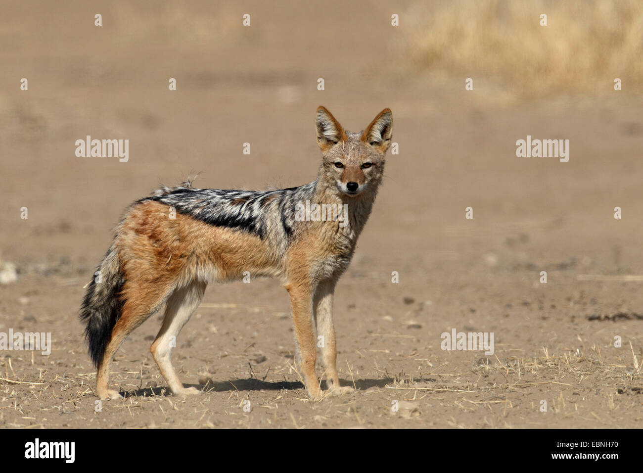 black-backed jackal (Canis mesomelas), standing in semi-desert, South Africa, Kgalagadi Transfrontier National Park Stock Photo