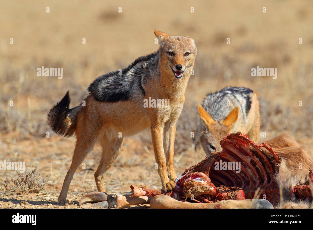 black-backed jackal (Canis mesomelas), two jackals eating at a dead wildebeest, South Africa, Kgalagadi Transfrontier National Park Stock Photo