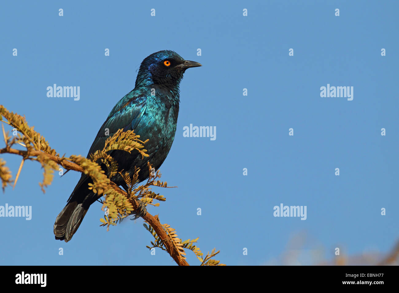red-shouldered glossy starling (Lamprotornis nitens), sitting on a branch, South Africa, Pilanesberg National Park Stock Photo