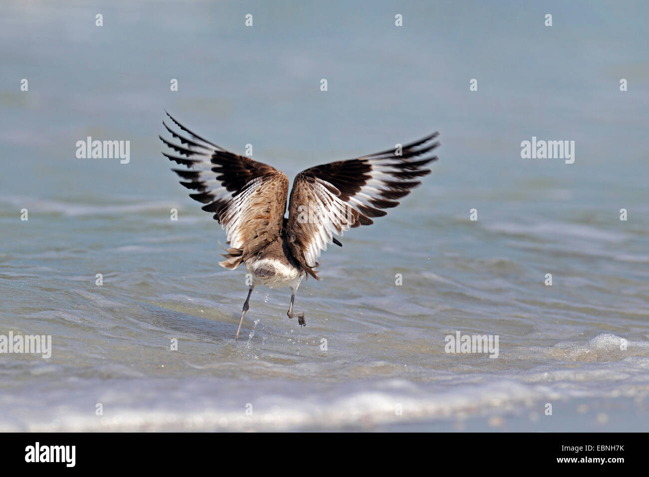 willet (Catoptrophorus semipalmatus), walking on the beach and beating with the wings, USA, Florida Stock Photo