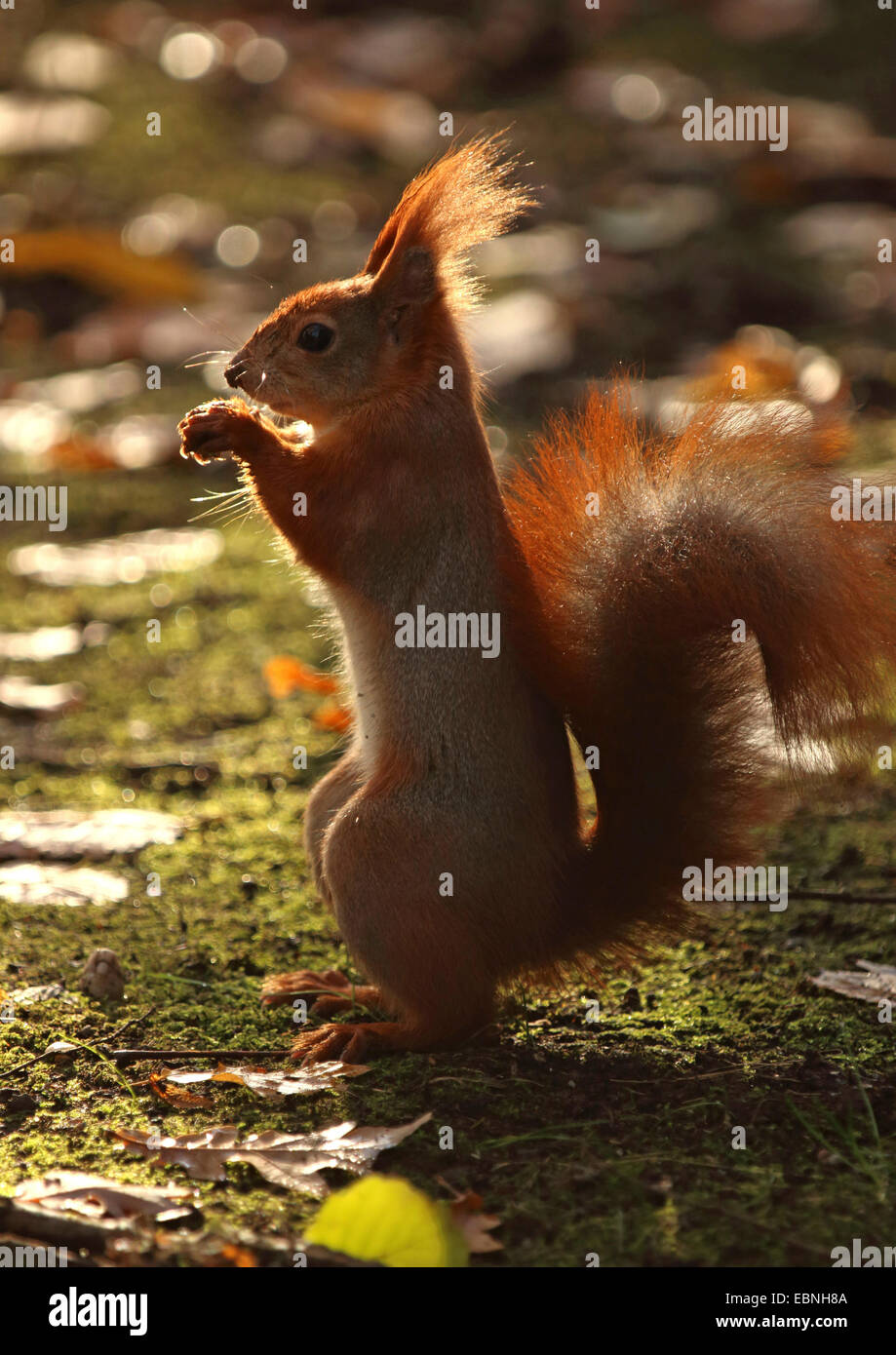 European red squirrel, Eurasian red squirrel (Sciurus vulgaris), sitting on the ground and eating, Germany, Saxony Stock Photo