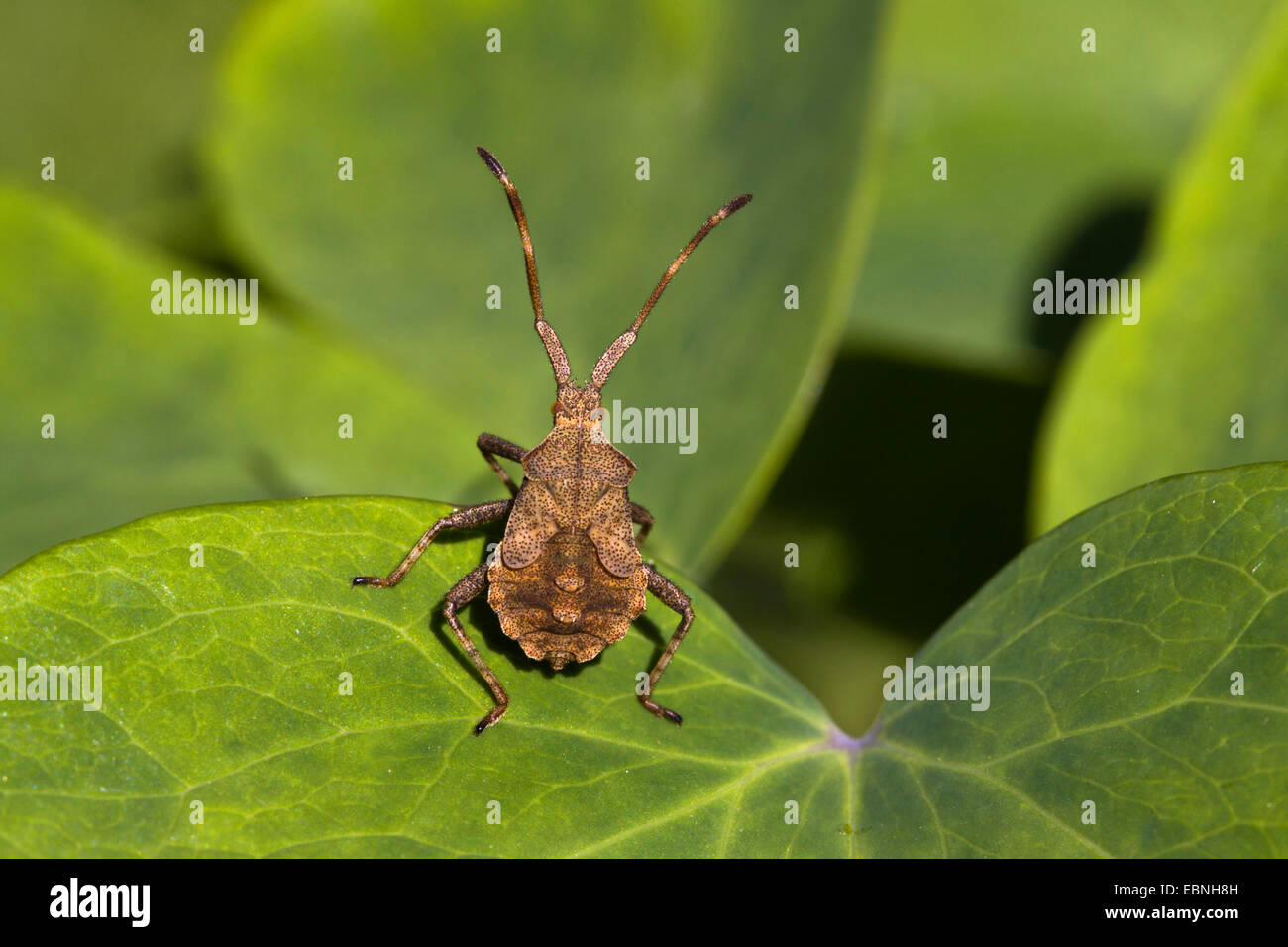 squash bug (Coreus marginatus, Mesocerus marginatus), juvenile sitting on a leaf, Germany Stock Photo