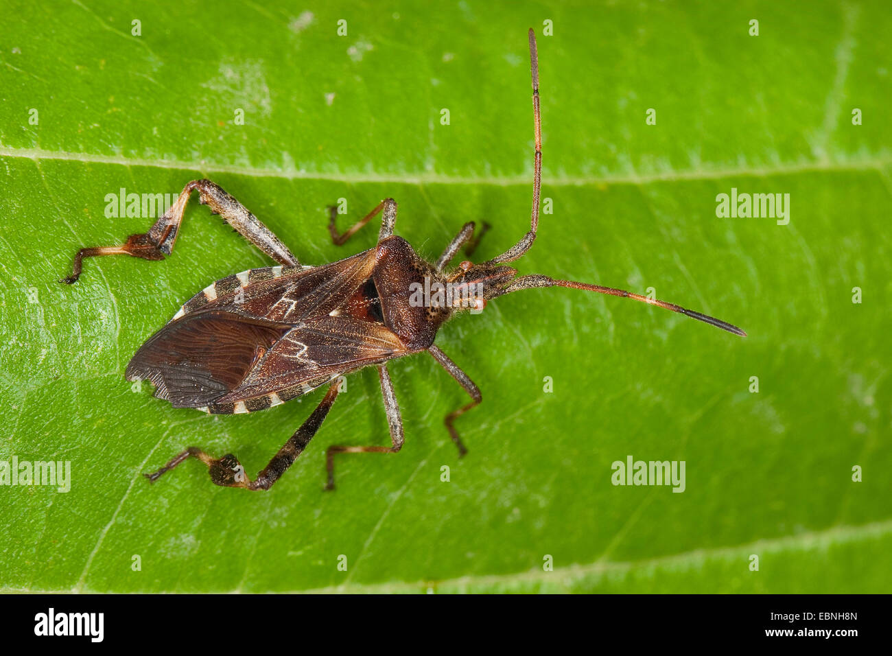 western conifer seed bug (Leptoglossus occidentalis), sitting on a leaf, Germany Stock Photo