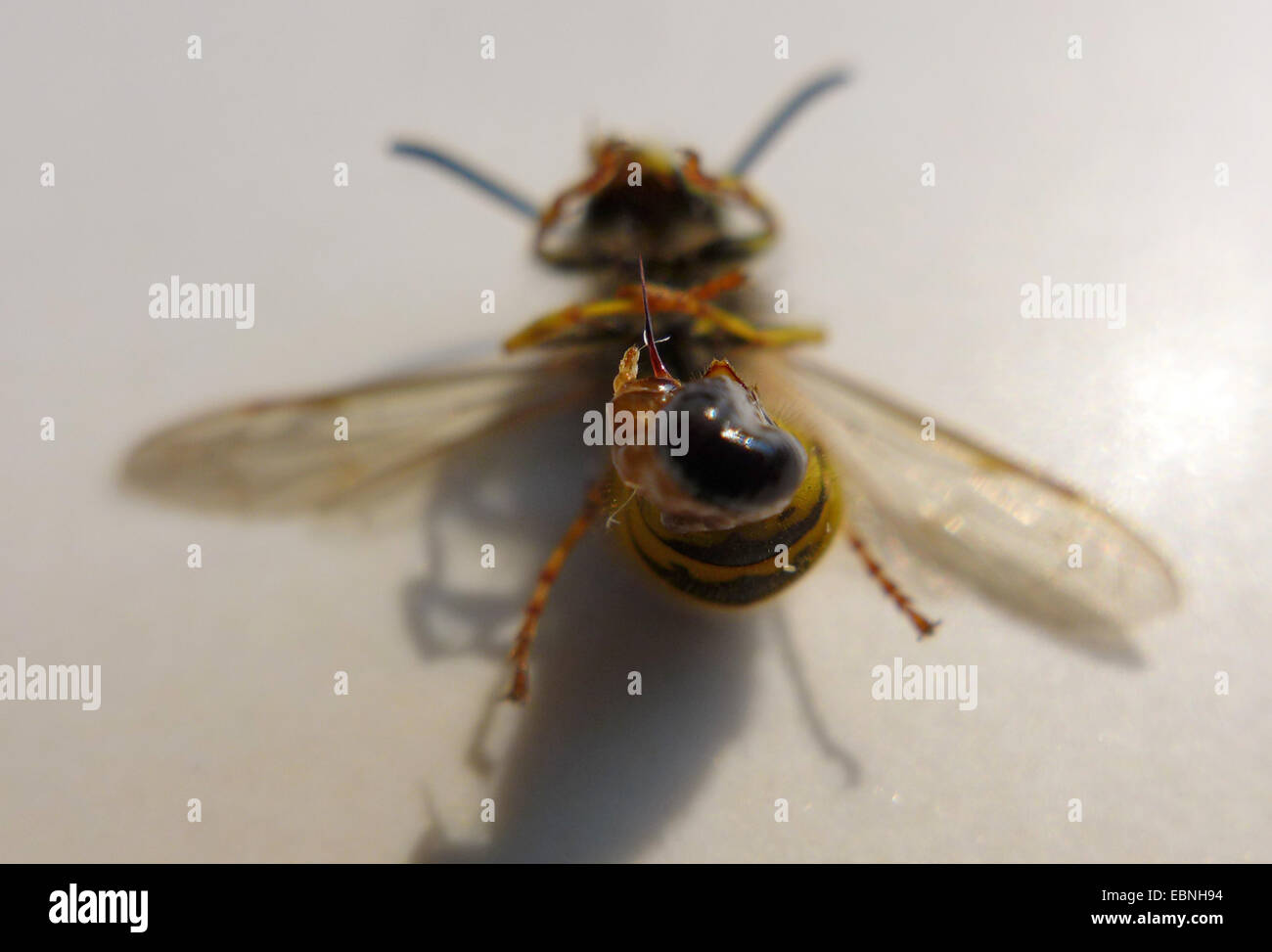 common wasp (Vespula vulgaris, Paravespula vulgaris), dead wasp, stinger, Germany Stock Photo