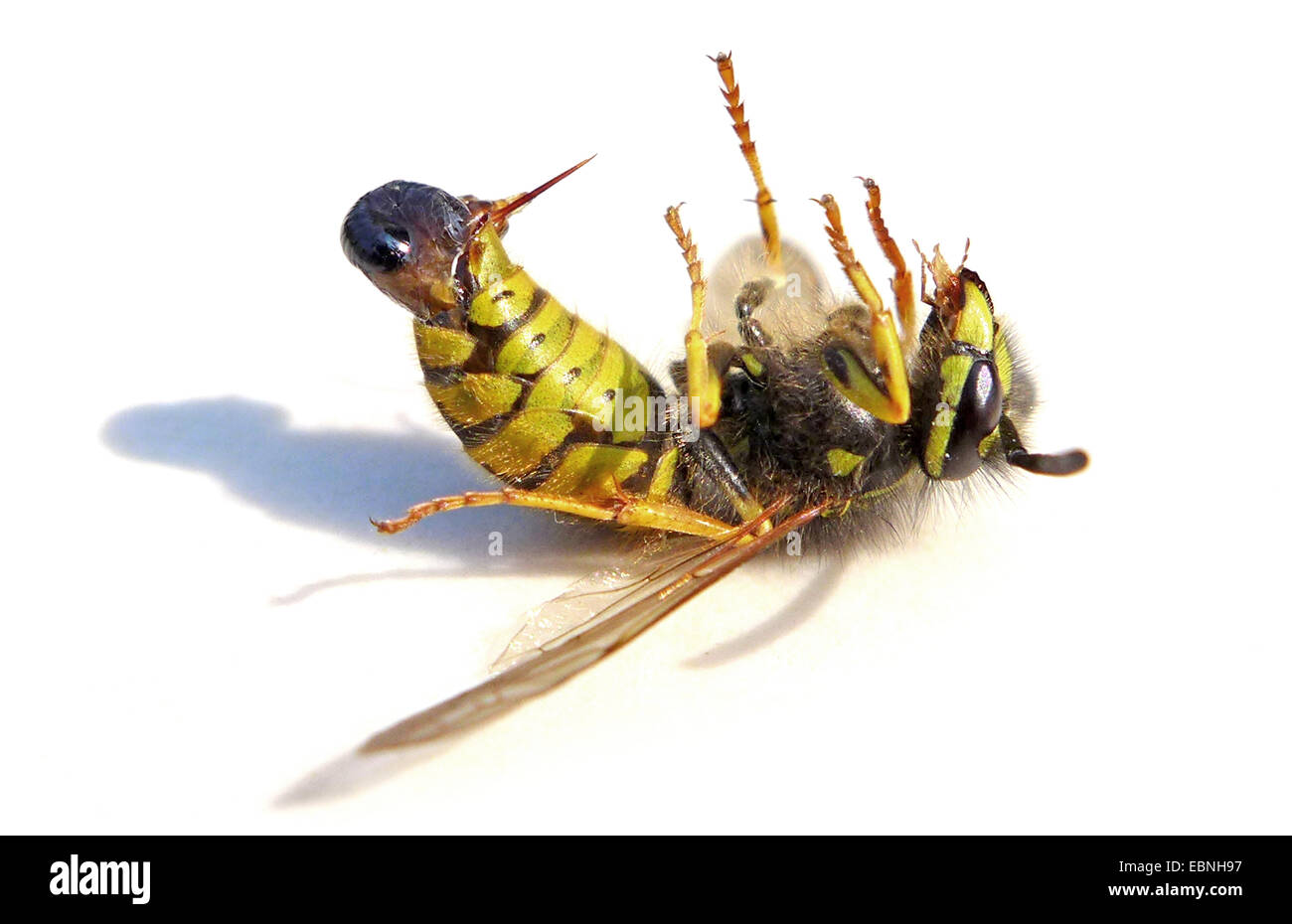 common wasp (Vespula vulgaris, Paravespula vulgaris), dead wasp, stinger, Germany Stock Photo