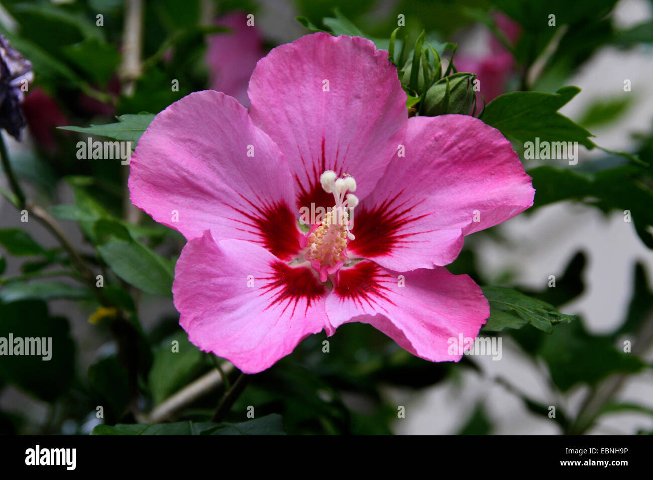 shrubby althaea, rose-of-Sharon (Hibiscus syriacus), flower Stock Photo