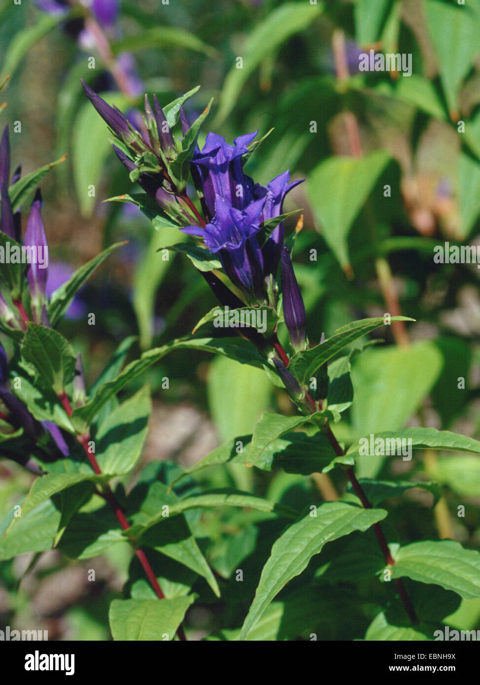 willow gentian (Gentiana asclepiadea), blooming Stock Photo