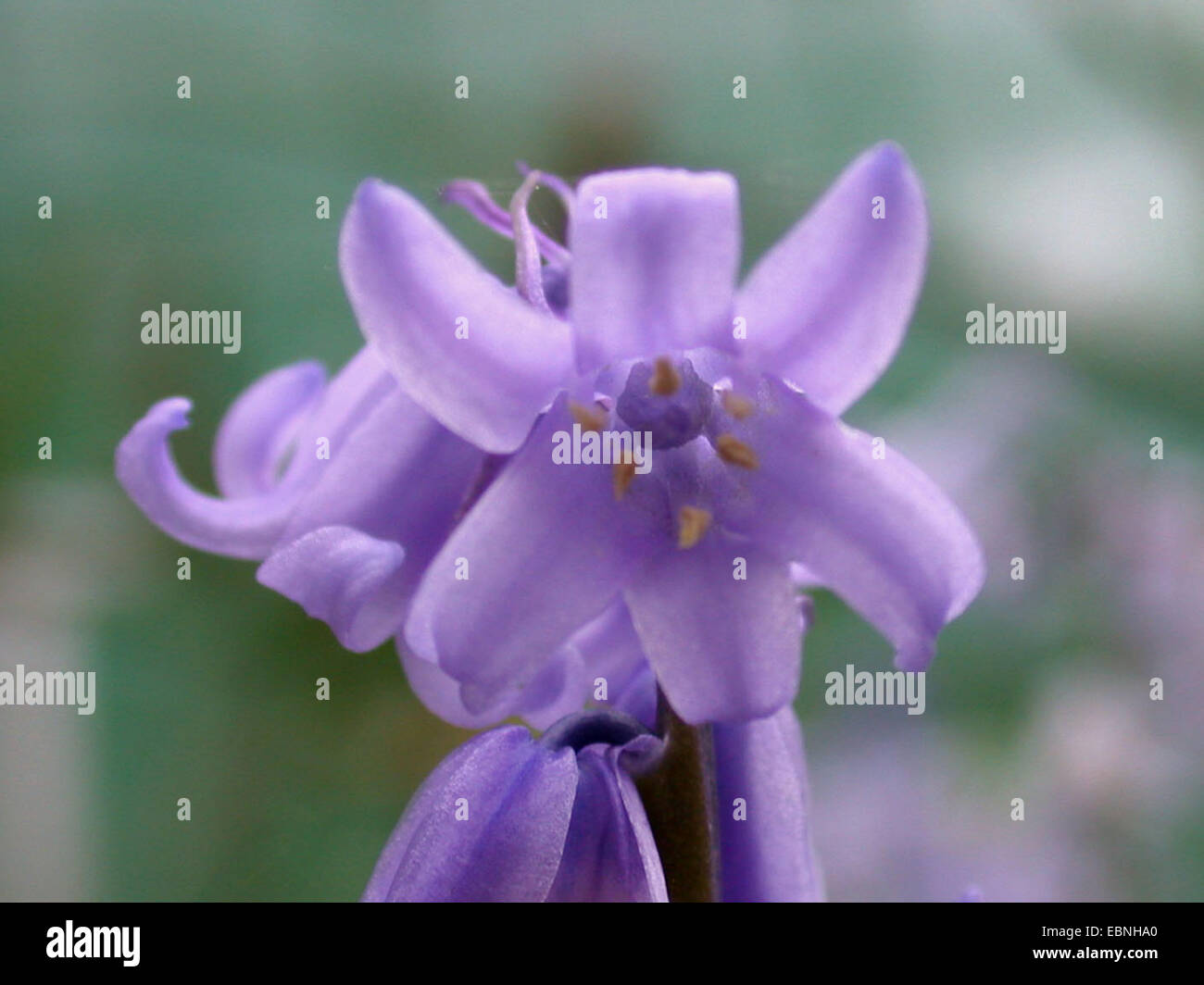 Spanish Bluebell (Hyacinthoides hispanica), flower Stock Photo