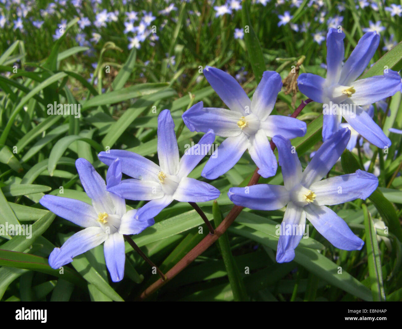 Glory-of-the-Snow, Glory of the Snow (Chionodoxa luciliae, Scilla luciliae), blooming Stock Photo