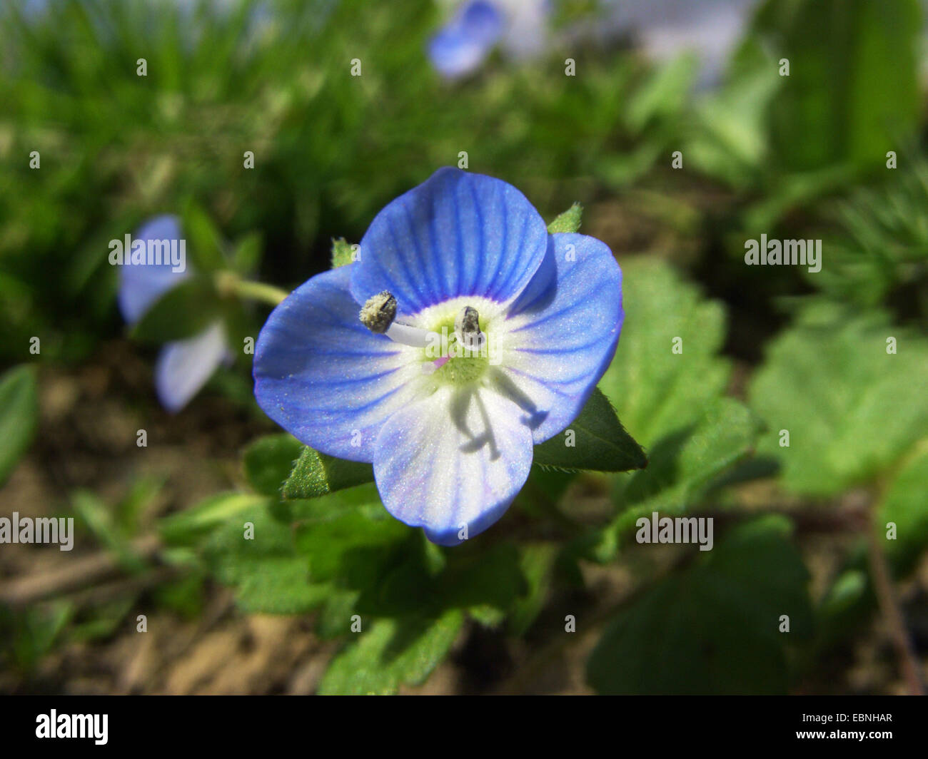 buxbaums speedwell, Persian speedwell (Veronica persica), flower, Germany Stock Photo