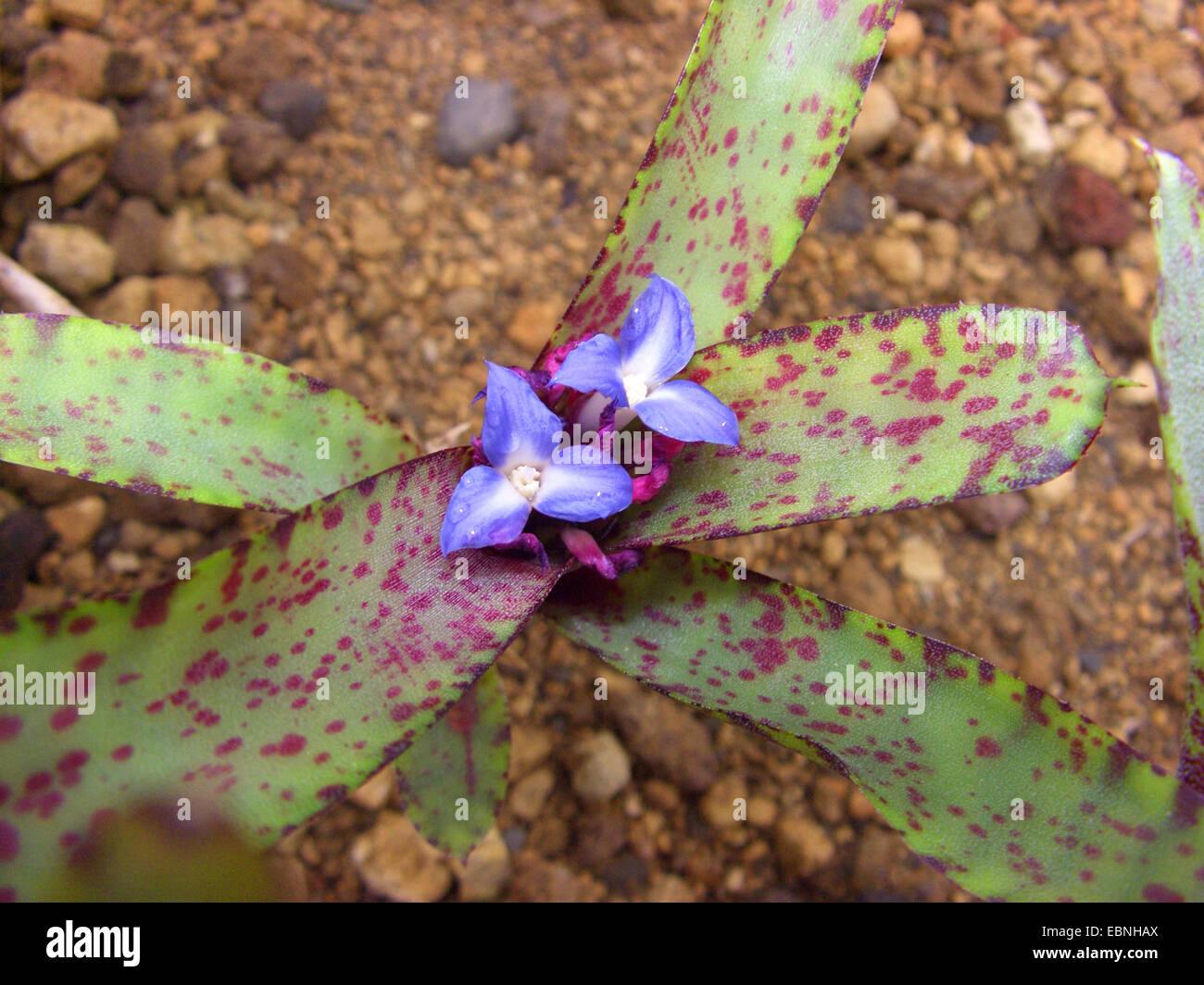 Neoregelia ampullacea (Neoregelia ampullacea), blooming Stock Photo