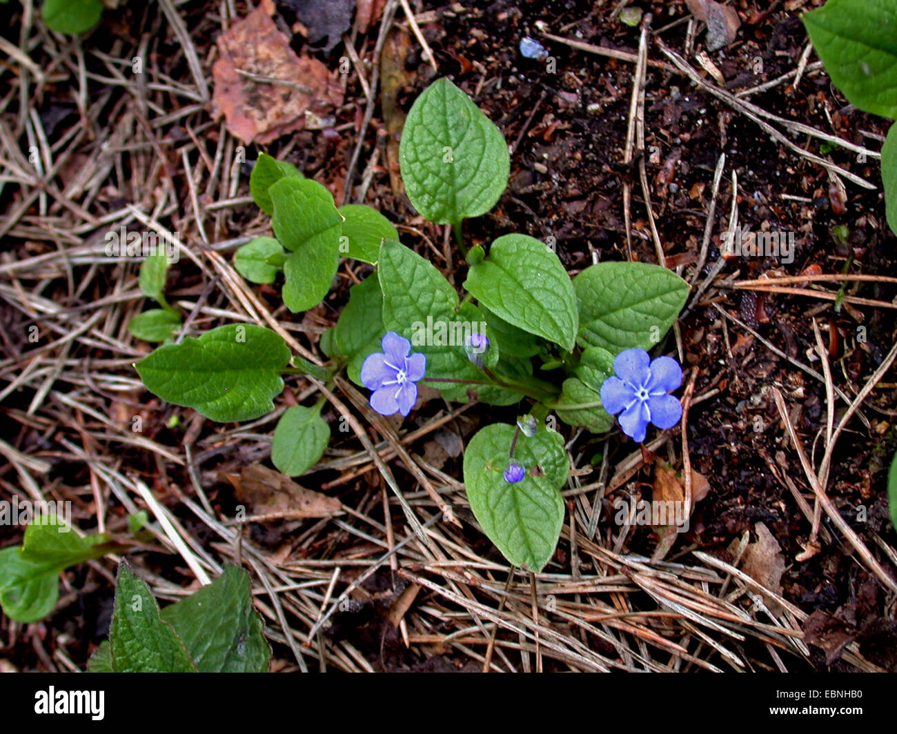 Navelwort, Blue-eyed Mary (Omphalodes verna), blooming Stock Photo