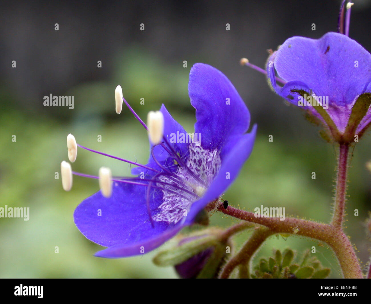 Sticky phacelia, Tacky phacelia (Phacelia viscida), flower Stock Photo