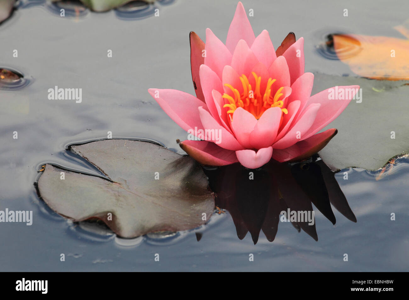 water lily, pond lily (Nymphaea spec.), sea lily with pink flower Stock Photo