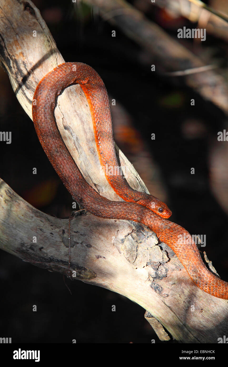 Everglades rat snake, Yellow rat snake, Black rat snake, Western rat snake (Elaphe obsoleta rossalleni, Pantherophis obsoletus rossalleni), snake sunbathing on a mangrove trunk, USA, Florida Stock Photo