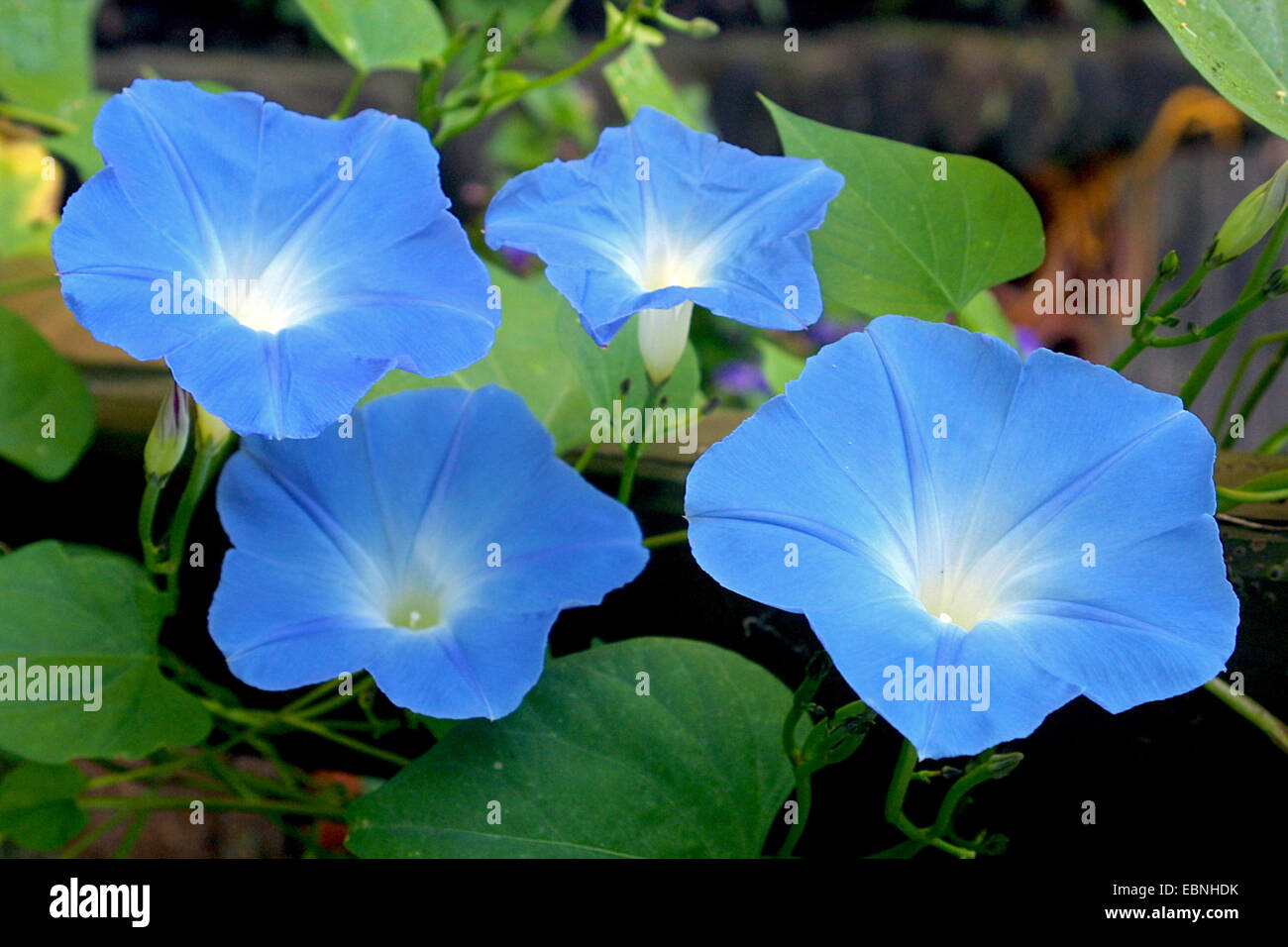 morning glory (Ipomoea tricolor 'Heavenly Blue', Ipomoea tricolor Heavenly Blue), flowers Stock Photo