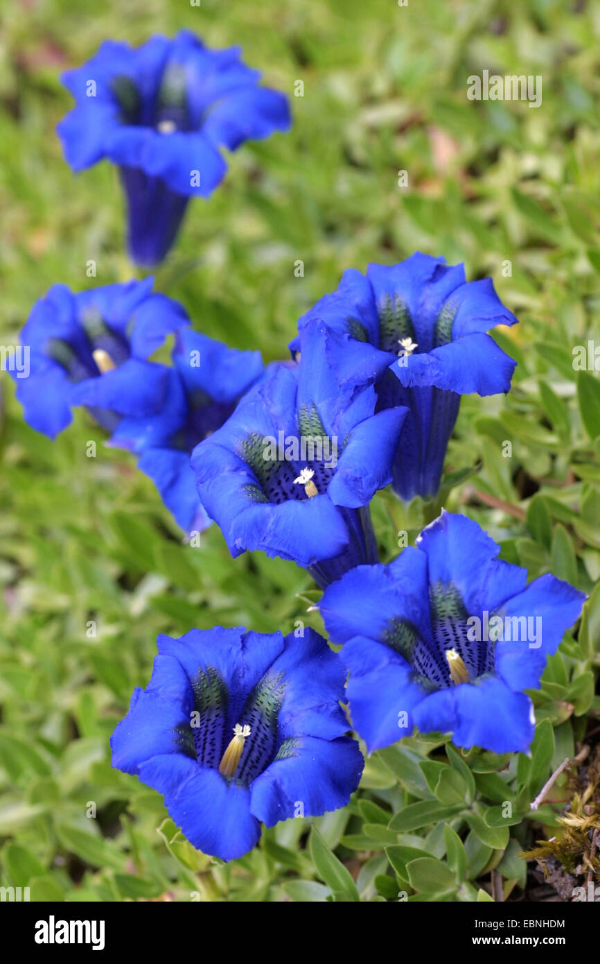 Gentiana clusii (Gentiana clusii), blooming Stock Photo