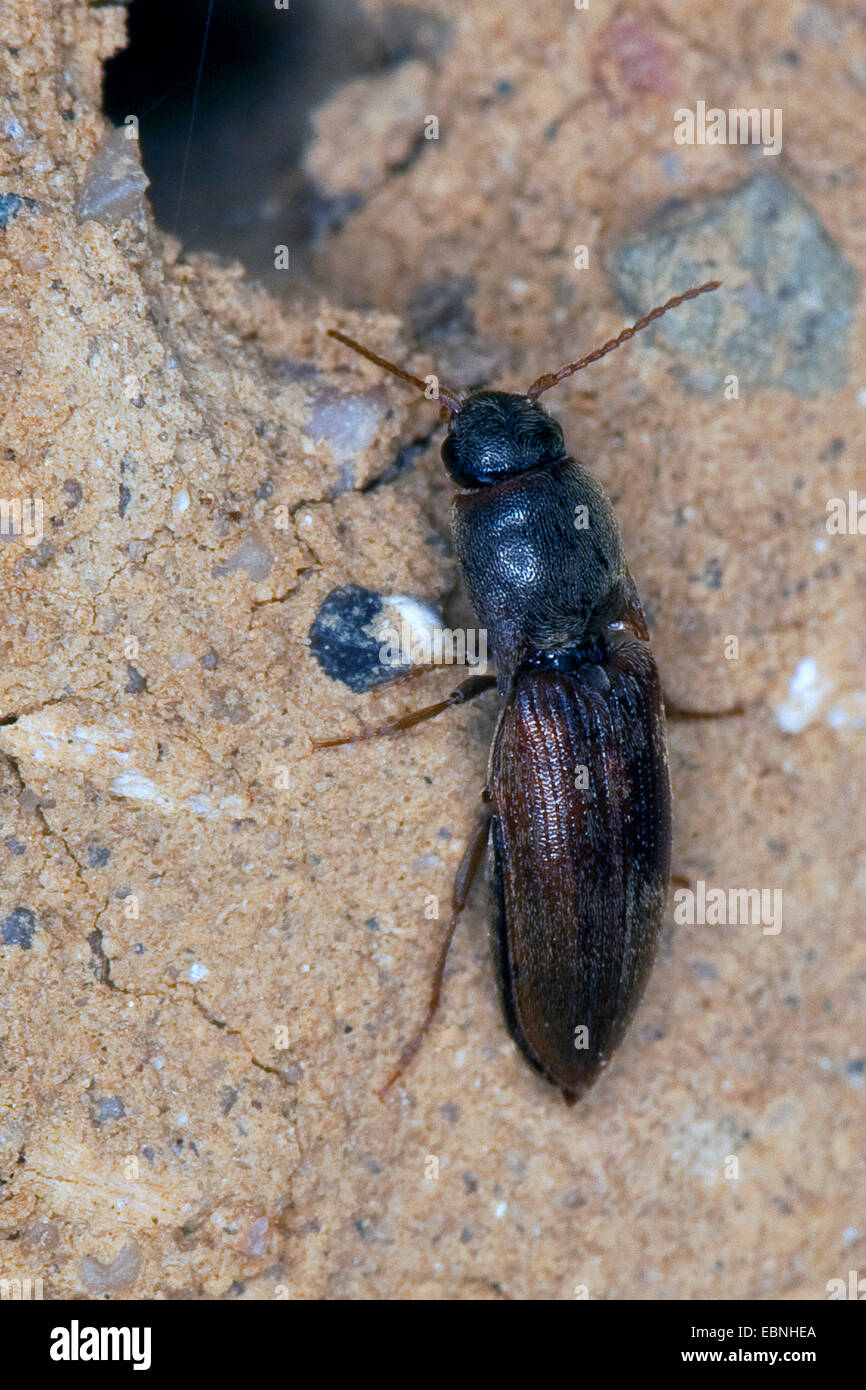 Common Click Beetle (Agriotes sputator), sitting on the ground, Germany Stock Photo