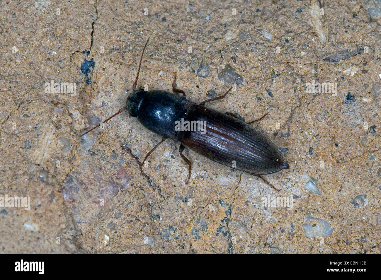 Common Click Beetle (Agriotes sputator), sitting on the ground, Germany Stock Photo
