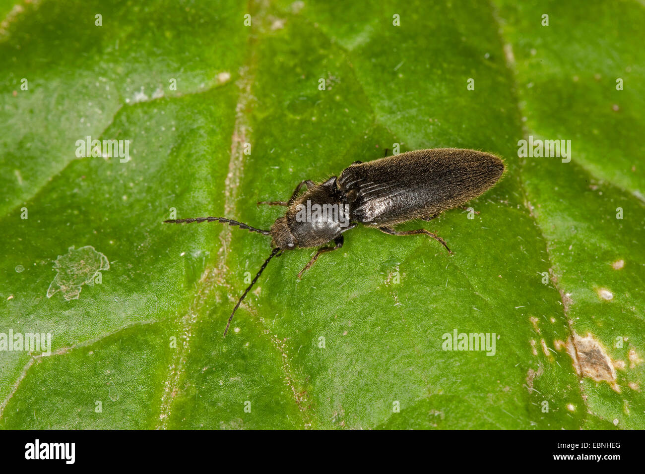 memnonius Click Beetle, clickbeetle (Hemicrepidius spec., Athous spec.), sitting on a leaf, Germany Stock Photo