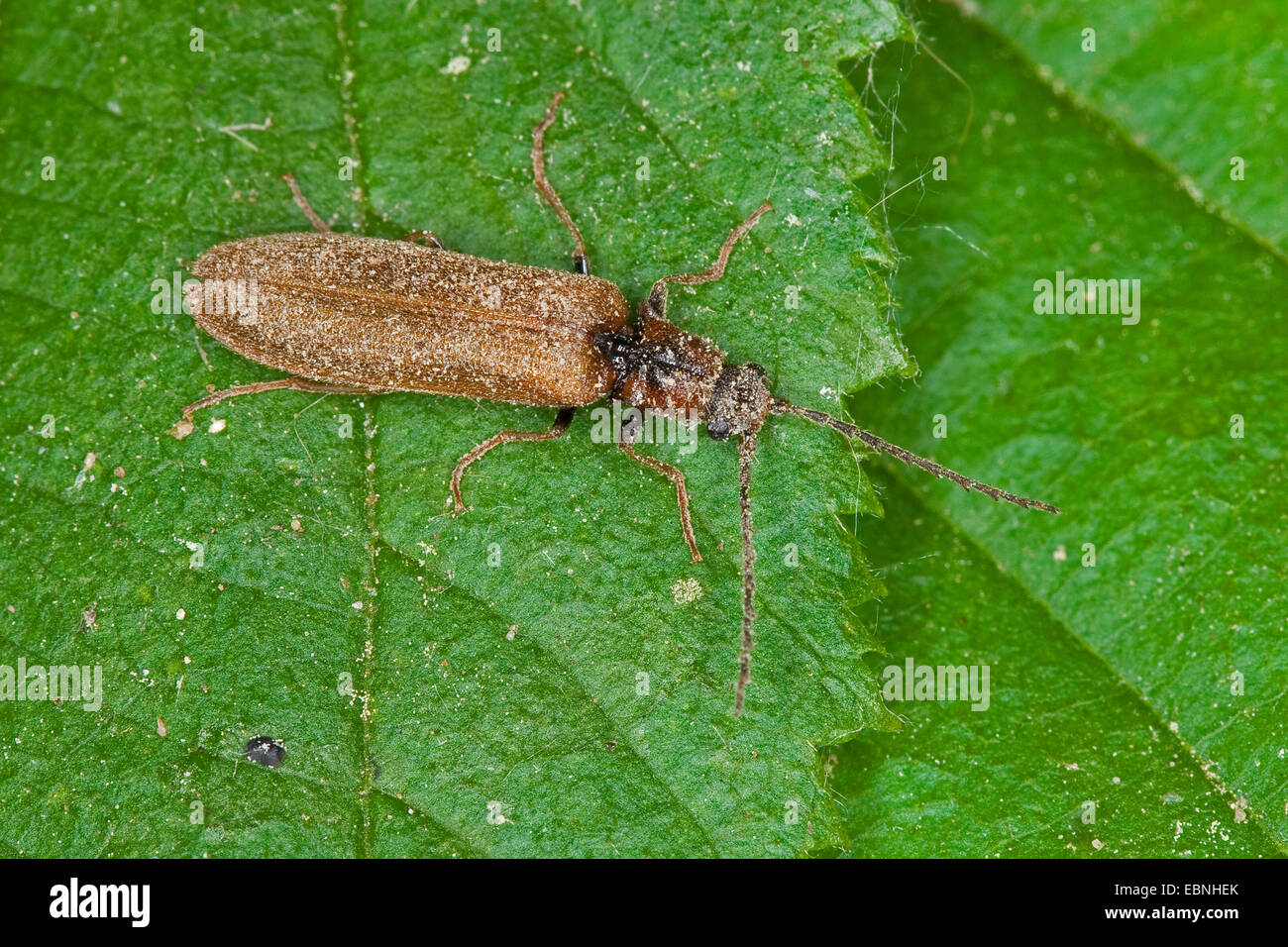 click beetle (Denticollis linearis), sitting on a leaf, Germany Stock Photo