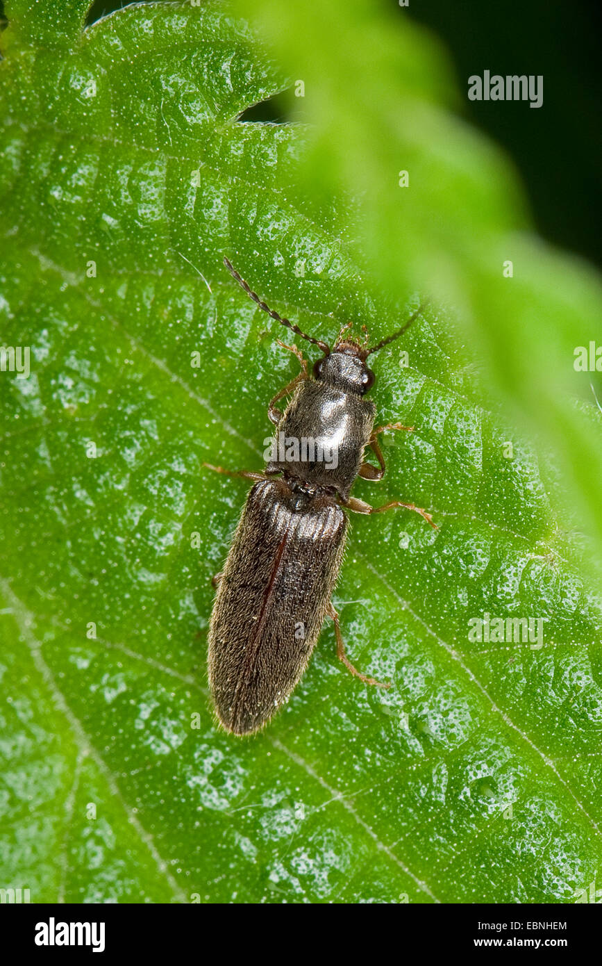 garden click beetle (Athous haemorrhoidalis, Athous obscurus), sitting on a leaf, Germany Stock Photo