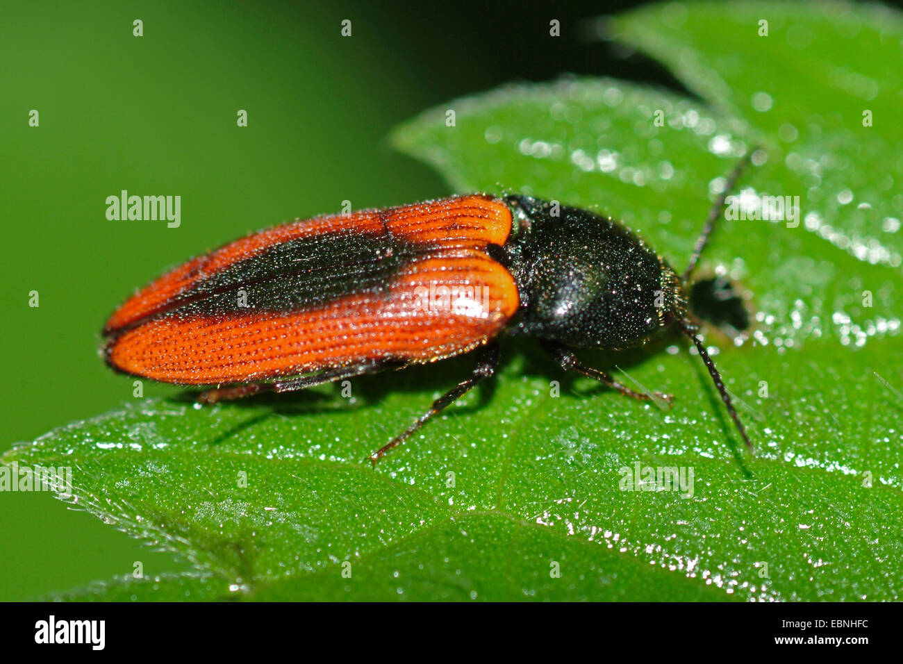 Bloodred click beetle, Skipjeck (Ampedus sanguinolentus), on a leaf, Germany Stock Photo