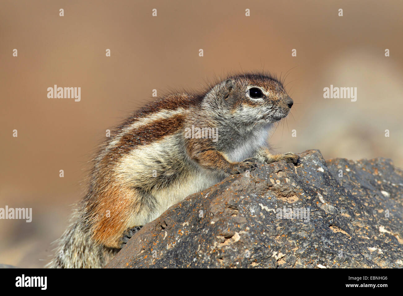 barbary ground squirrel, North African ground squirrel (Atlantoxerus getulus), sits on a stone, Canary Islands, Fuerteventura Stock Photo