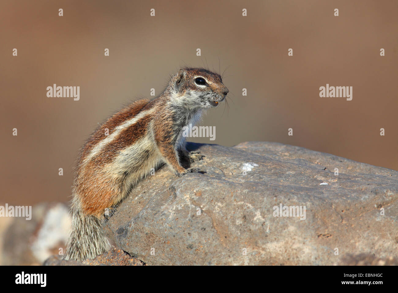 barbary ground squirrel, North African ground squirrel (Atlantoxerus getulus), sits on a stone, Canary Islands, Fuerteventura Stock Photo