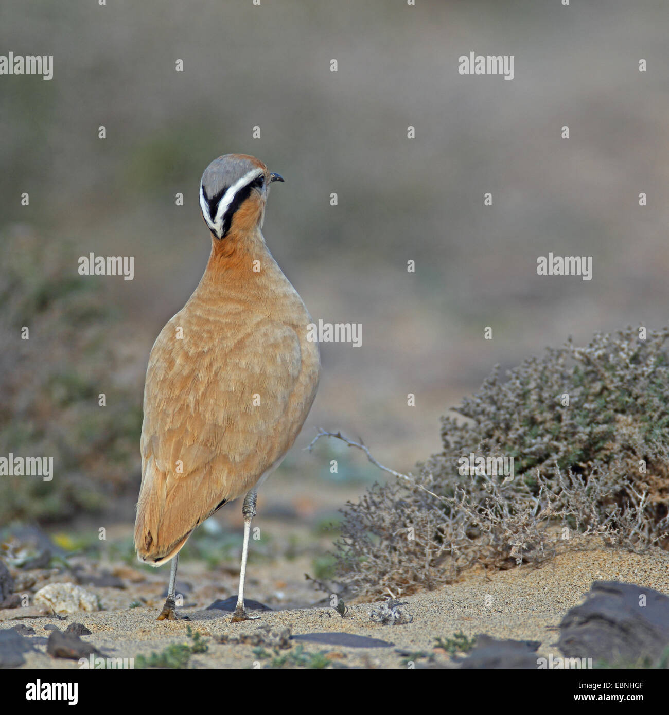 cream-coloured courser (Cursorius cursor), stands in semi-desert, back view, Canary Islands, Fuerteventura Stock Photo