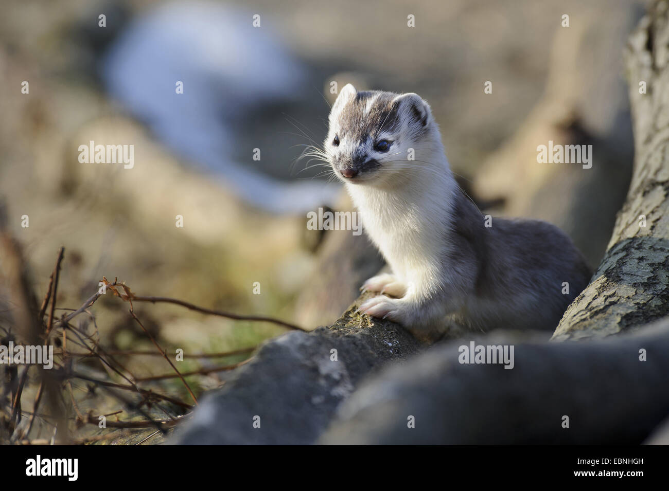 ermine, stoat (Mustela erminea), looking out of woodpile, Germany, Lower Saxony Stock Photo