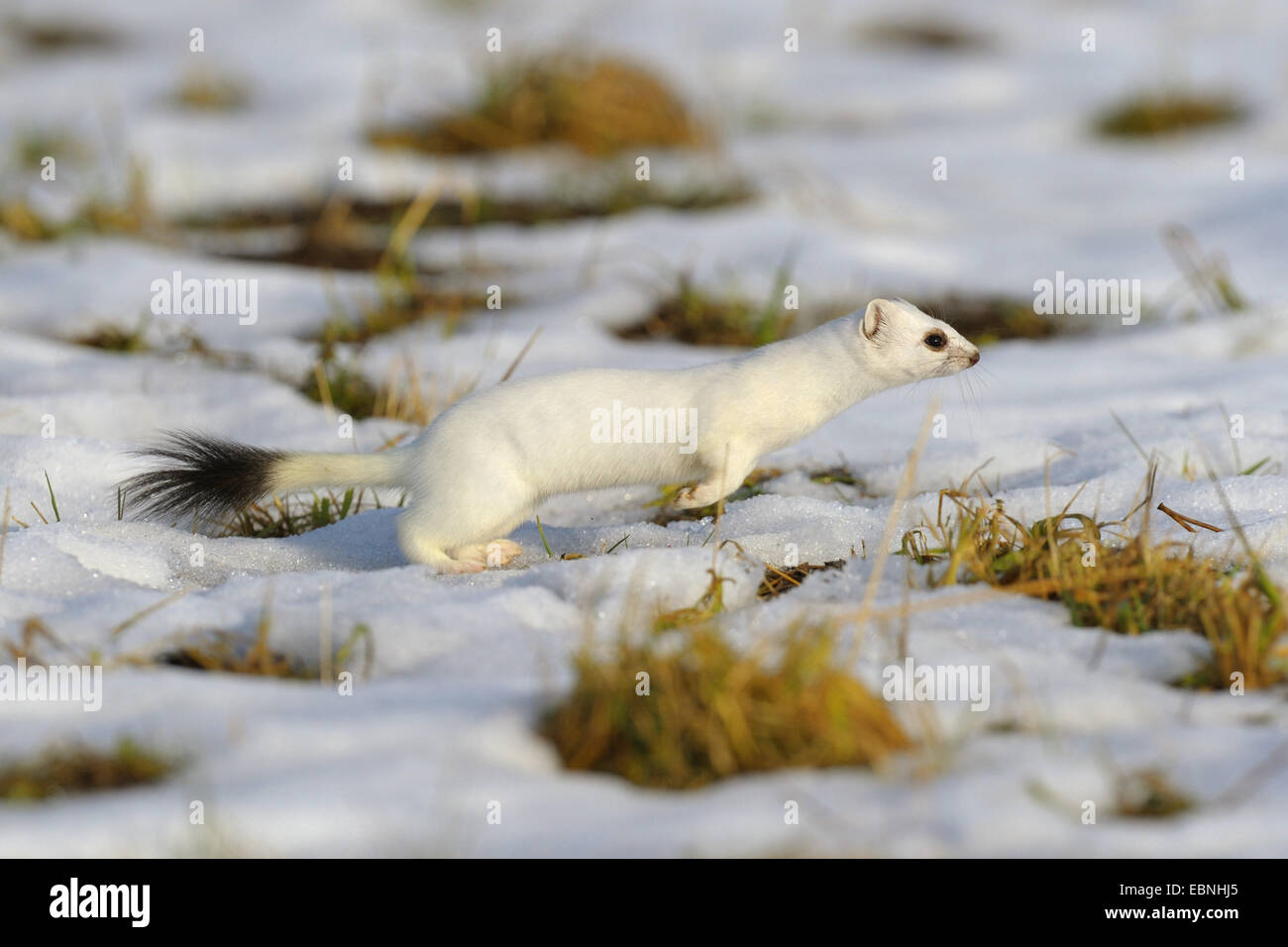 ermine, stoat (Mustela erminea), in winter coat, running in the snow