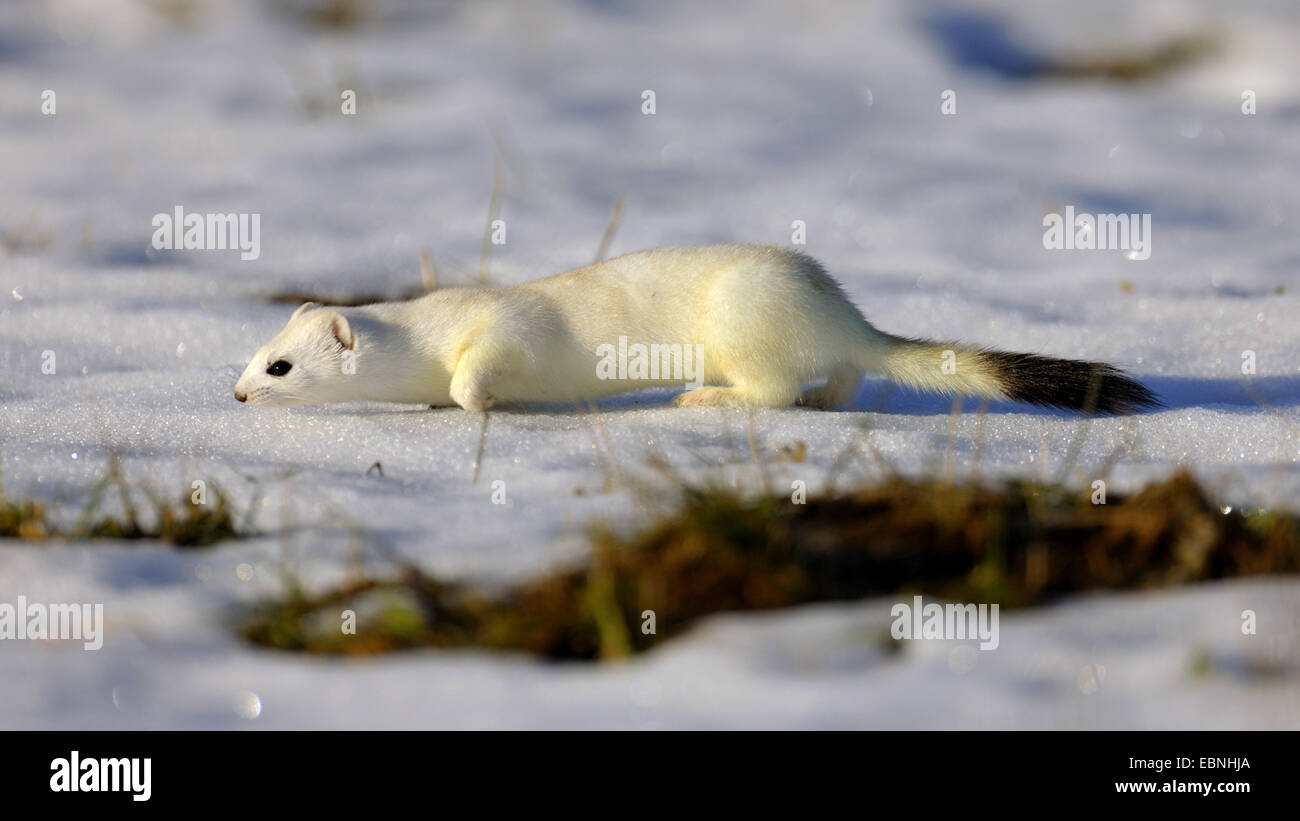 ermine, stoat (Mustela erminea), picking up the scent in the snow, Germany, Baden-Wuerttemberg, Swabian Alb Stock Photo