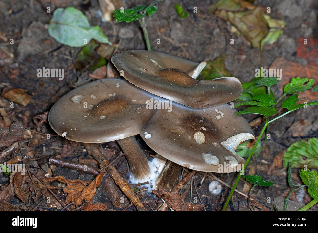 Cream Grey Toadstall, Melanoleuca Mushroom (Melanoleuca melaleuca, Melanoleuca vulgaris, Tricholoma melaleucum), three fruiting bodies on forest floor, Germany Stock Photo
