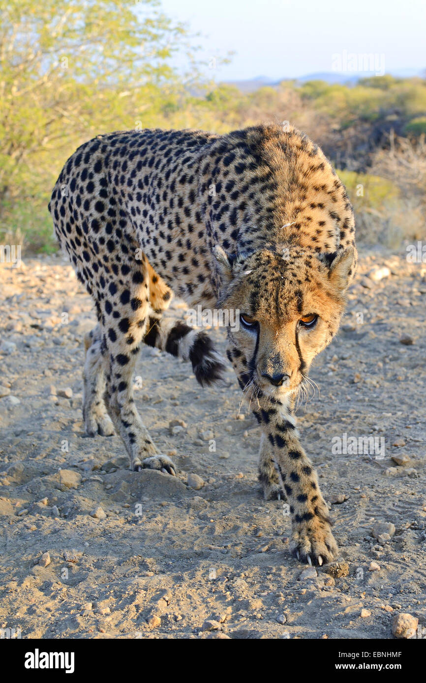 cheetah (Acinonyx jubatus), in threatening posture, Namibia, Khomas Stock Photo