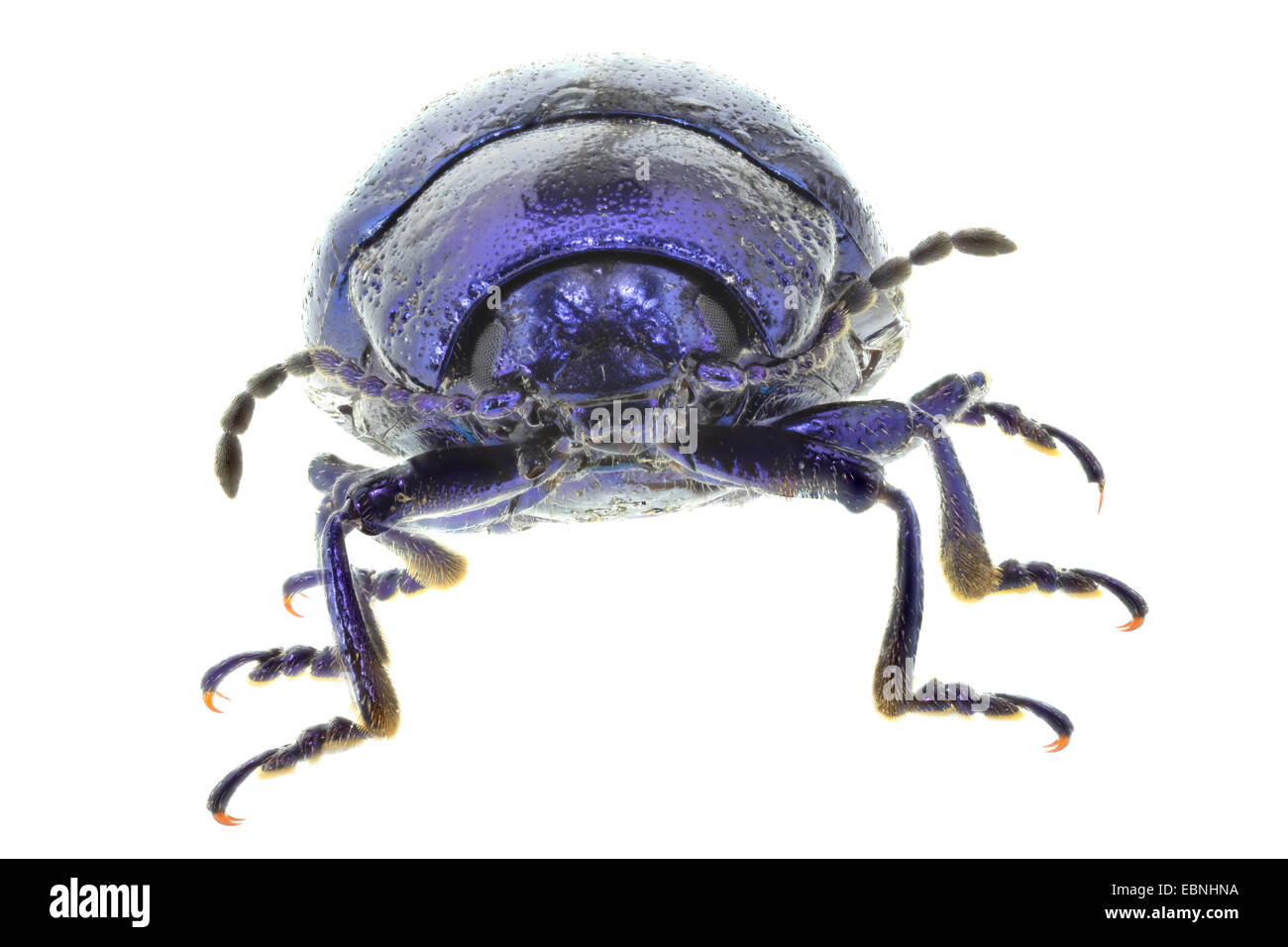 Mint leaf beetle (Chrysolina coerulans, Chrysomela coerulans), front view, cutout Stock Photo